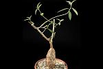 Euphorbia cuneata ssp. spinescens H. Cm. 10 € 21,00